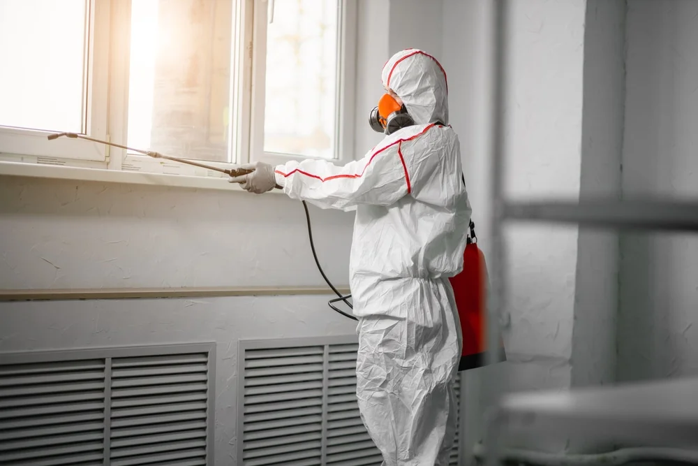 Professional mold remediation services in Somerset, NJ